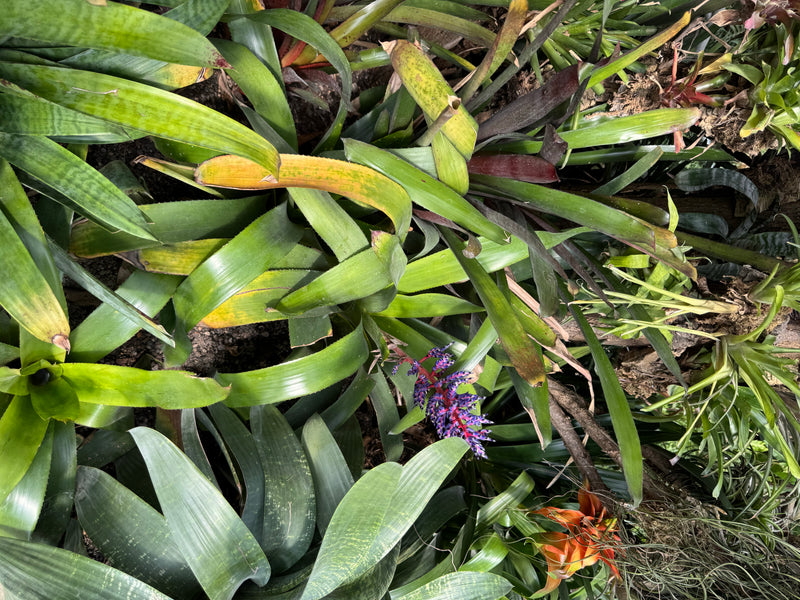 Himmels-Aechmea — foto 1 di 4