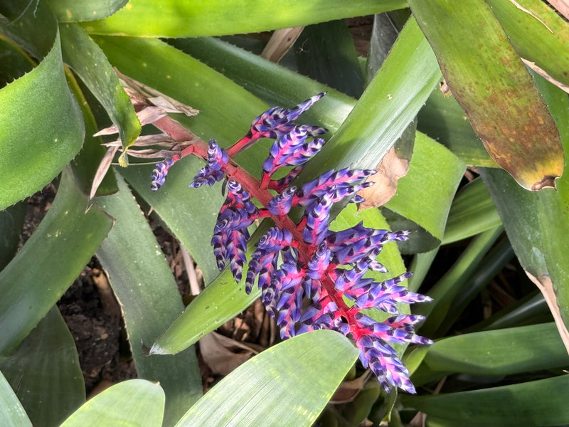 Himmels-Aechmea — foto 4 di 4