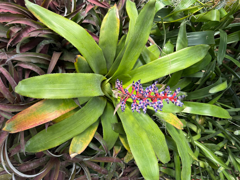 Himmels-Aechmea — foto 3 di 4