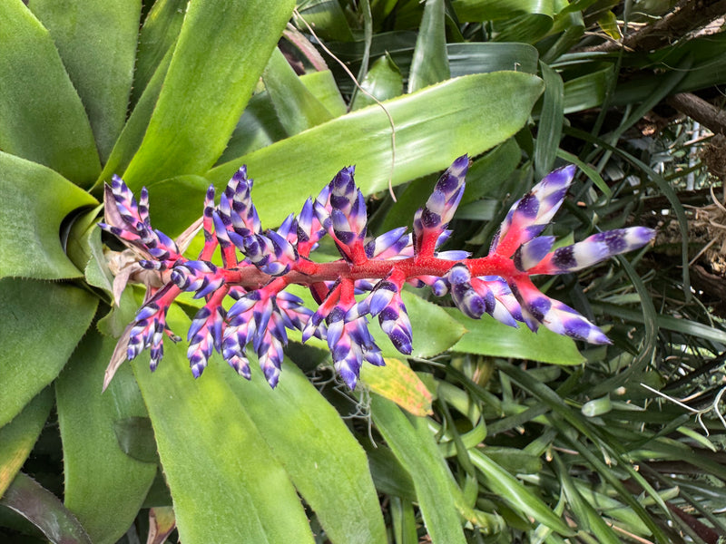 Himmels-Aechmea — foto 2 di 4