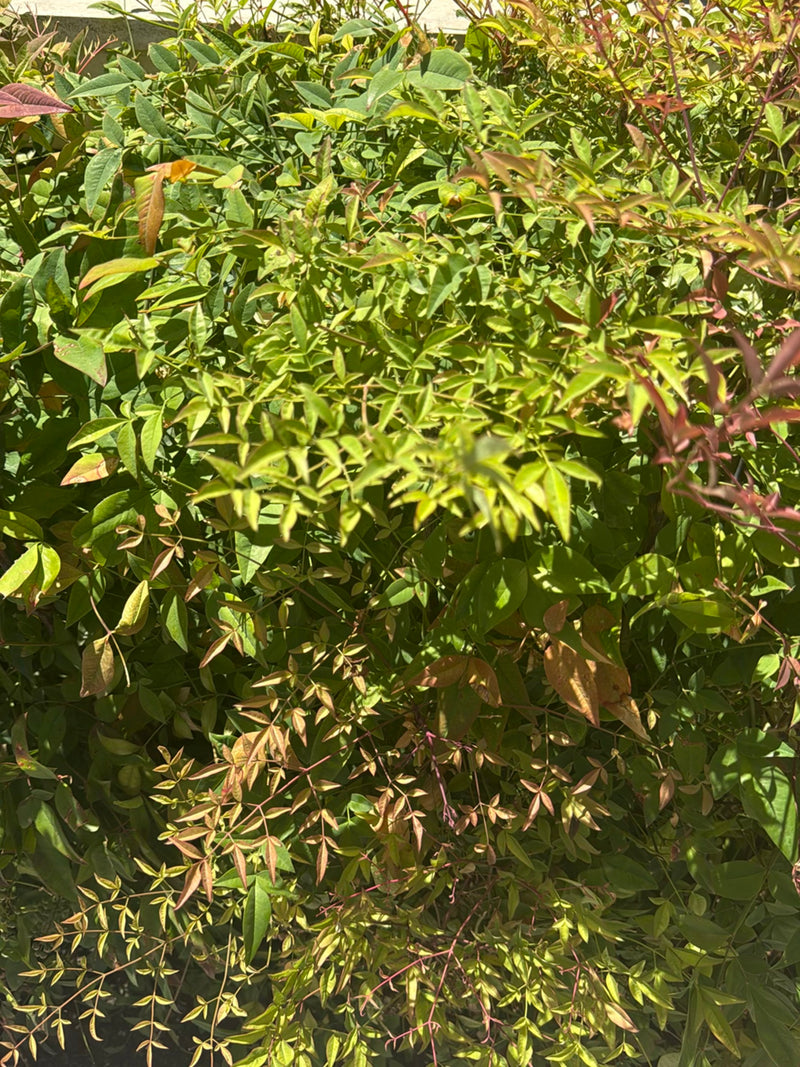Bambù celeste — Bild 1