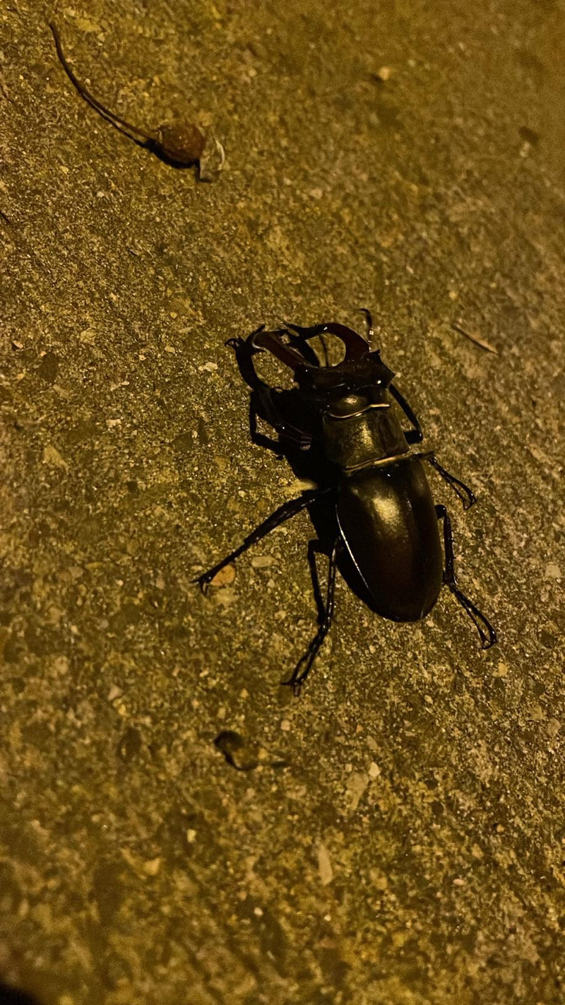 Scarabeo cervo — Bild 3
