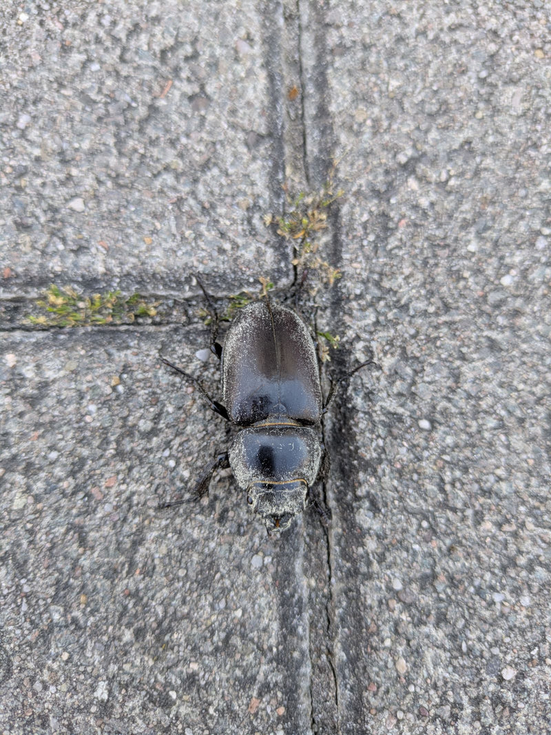 Scarabeo cervo — Bild 5