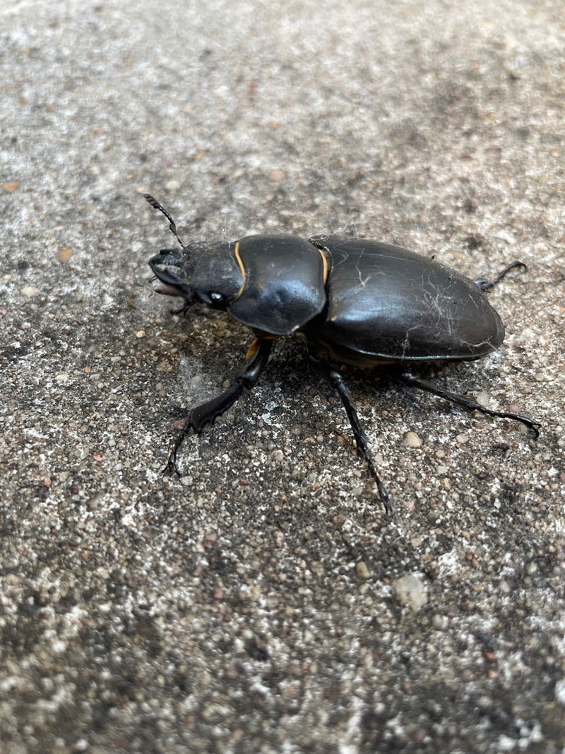 Scarabeo cervo — Bild 4
