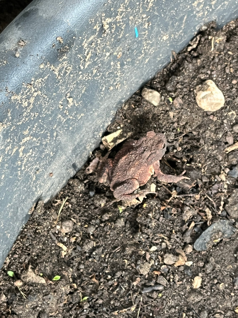 Scarabeo cervo — foto 1 di 21