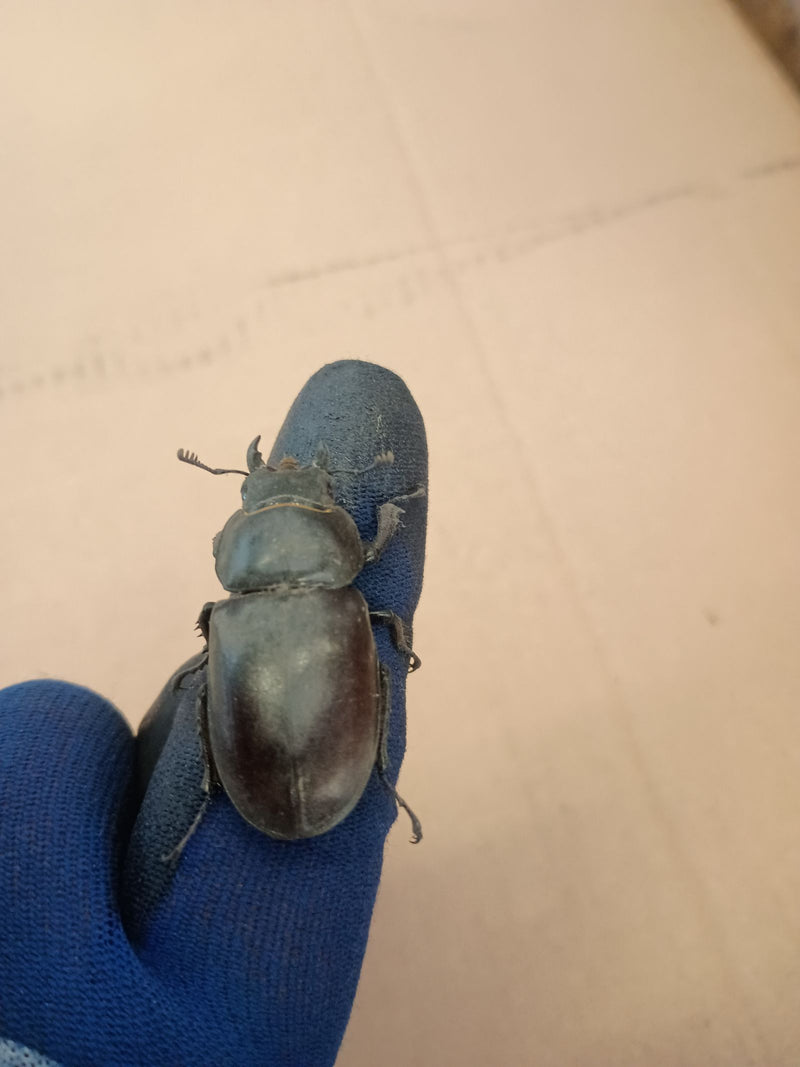 Scarabeo cervo — Bild 2