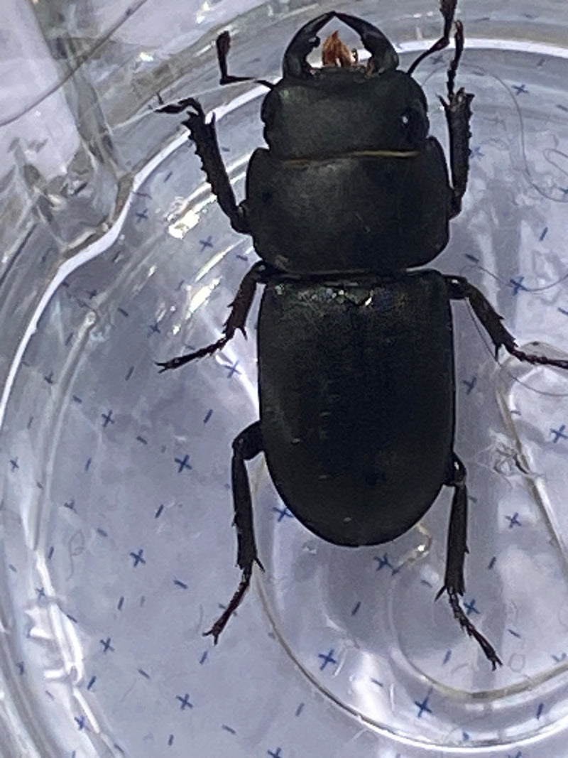 Scarabeo cervo — Bild 1