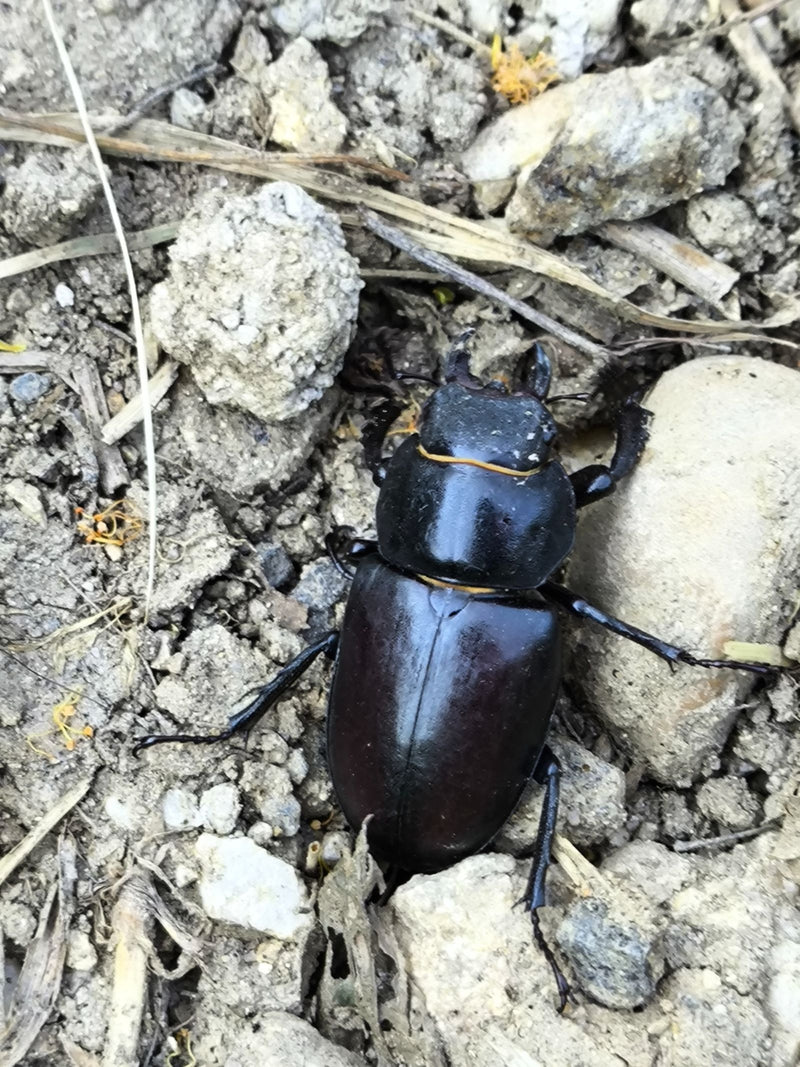 Un cervo volante femmina si trova su un terreno sassoso. Mostra le caratteristiche elitre marroni scure e il corpo lucido.