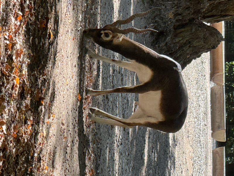 Hirschziegenantilope — foto 1 di 4