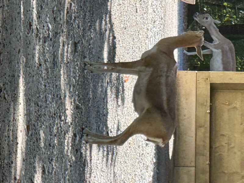 Hirschziegenantilope — foto 4 di 4
