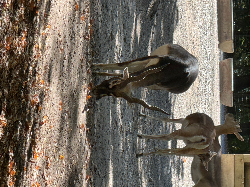 Hirschziegenantilope — foto 2 di 4