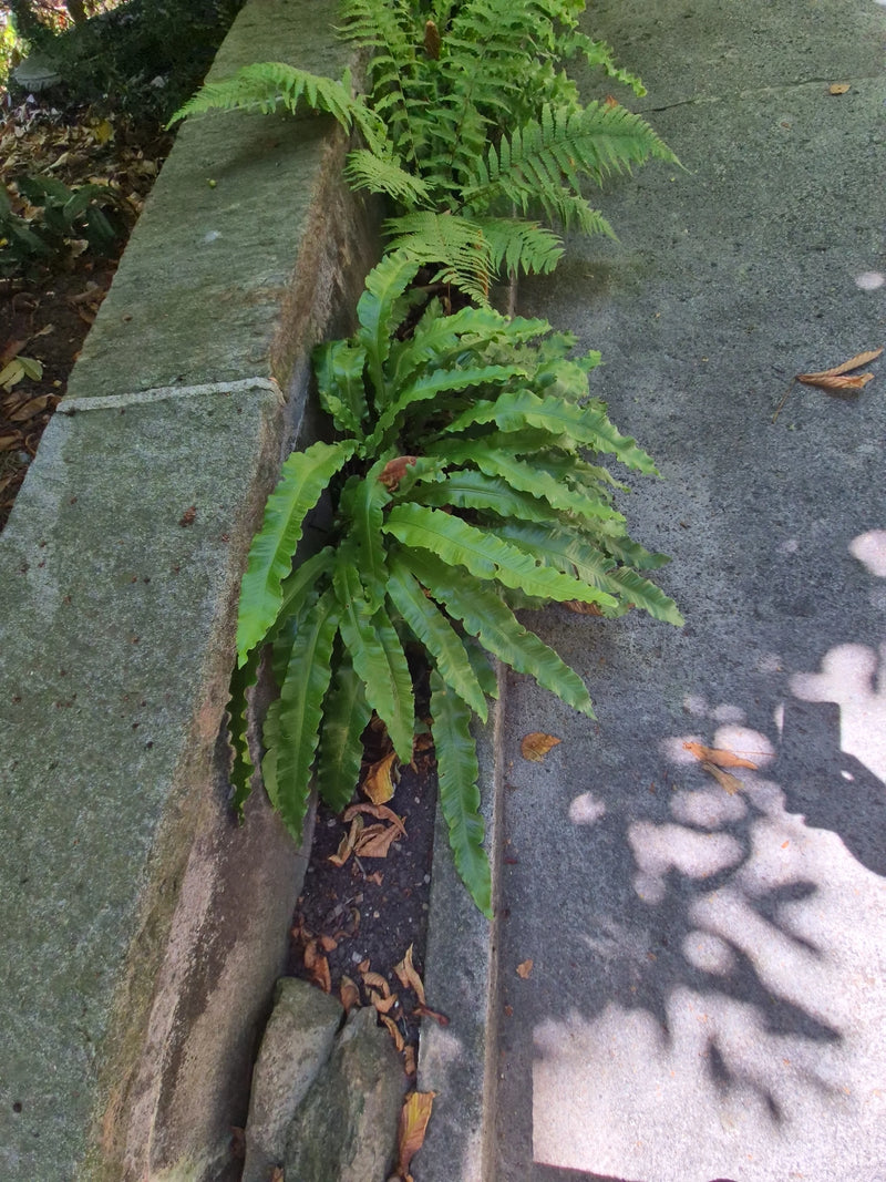 Sono visibili le fronde verdi di fillitide che crescono da una fessura di un muro di pietra. La pianta mostra le sue tipiche foglie a nastro non divise.