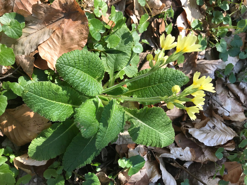 L'immagine mostra un fiore di primula maggiore con foglie rugose caratteristiche e infiorescenze gialle. Cresce su un terreno boschivo coperto di foglie secche.