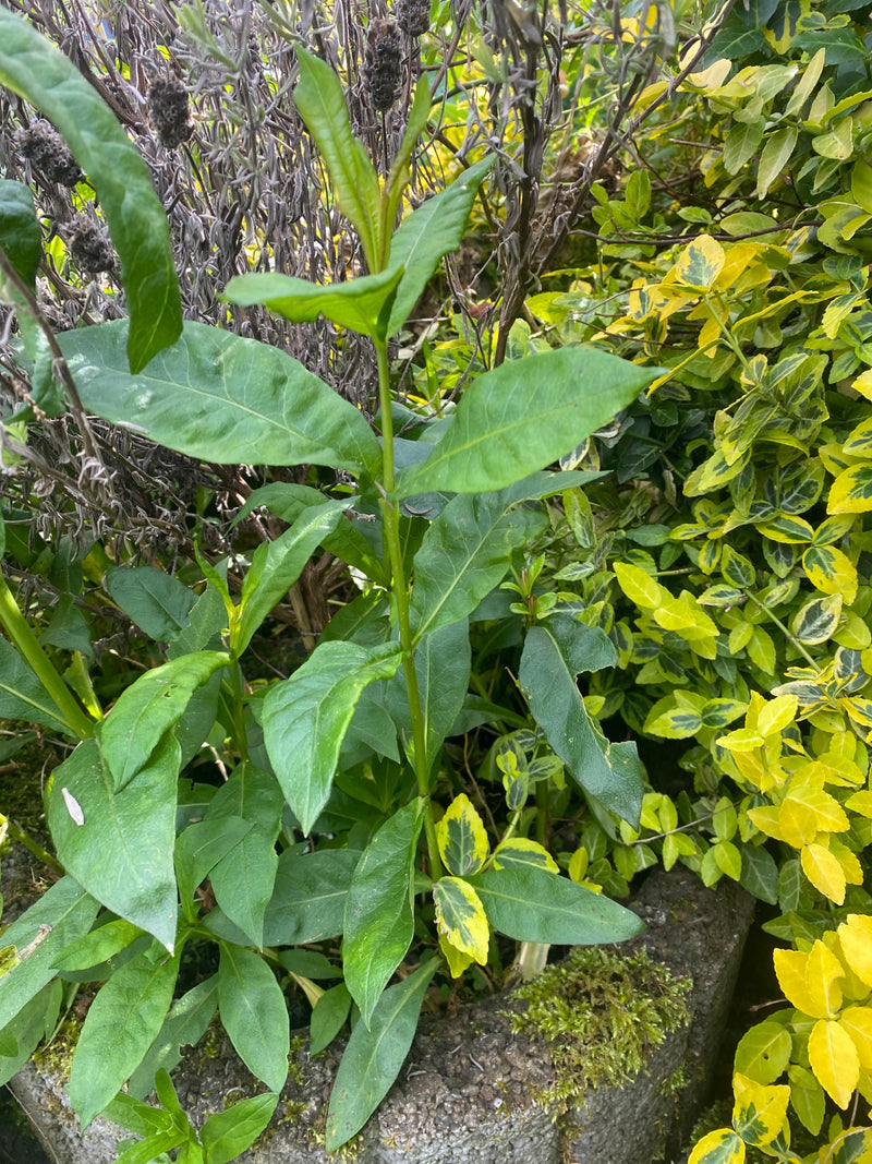Phlox perenne alto — Bild 1