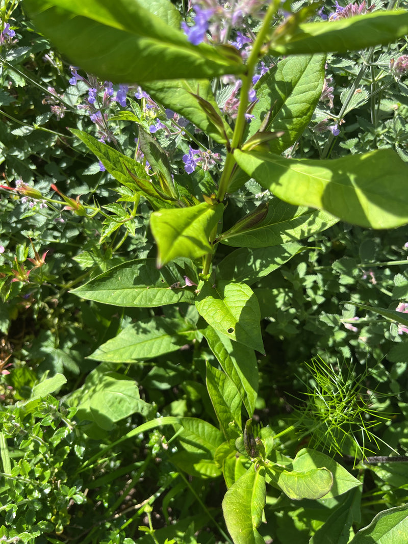La foto mostra le foglie verdi e il fusto eretto del phlox paniculata in un giardino. La pianta cresce in piena luce solare in mezzo ad altra vegetazione.