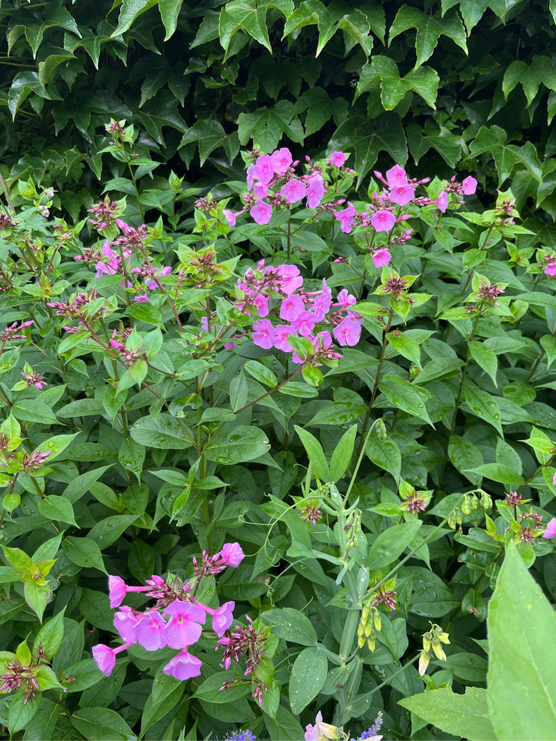 Sono visibili i caratteristici fiori rosa e le foglie verdi del phlox paniculata davanti a una siepe. La pianta è in piena fioritura.
