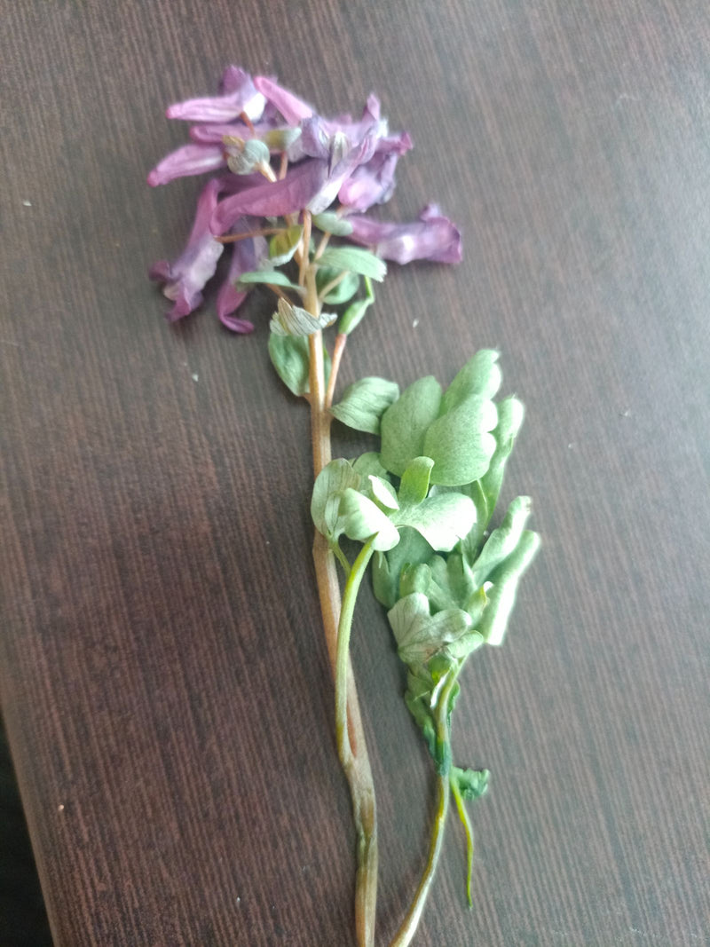 Larkspur — Bild 1