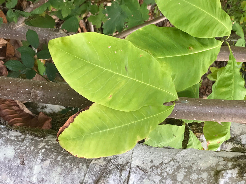 Honoki-Magnolie — foto 3 di 3