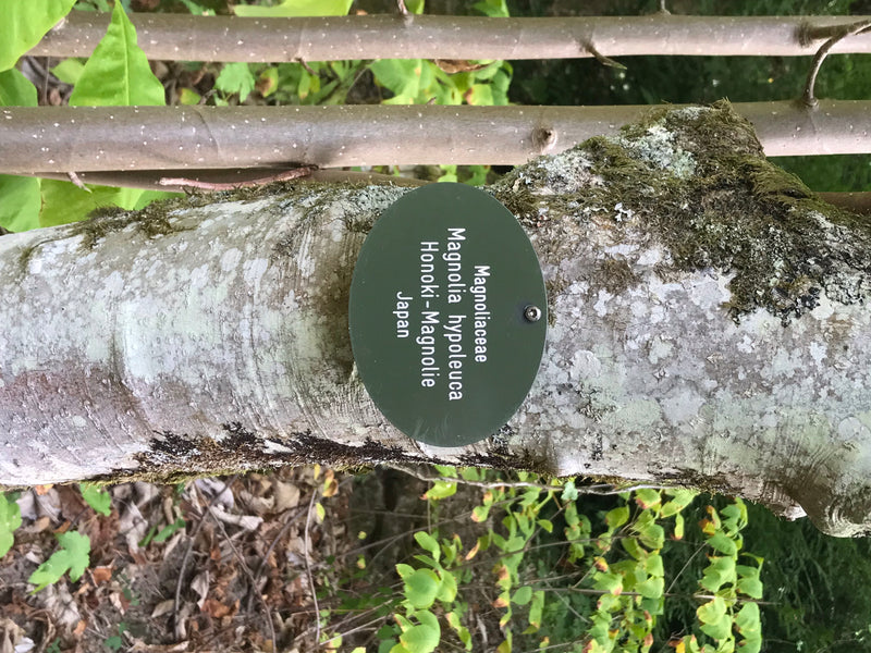 Honoki-Magnolie — foto 2 di 3