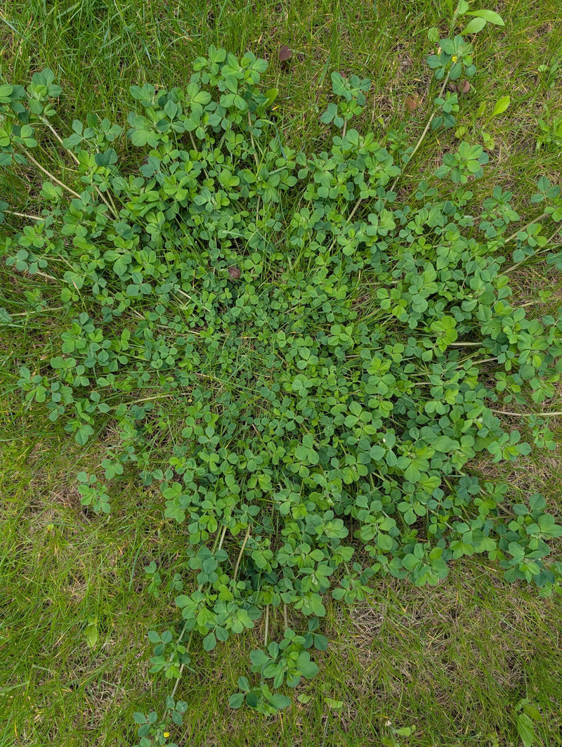 trifoglio di luppolo — Bild 1