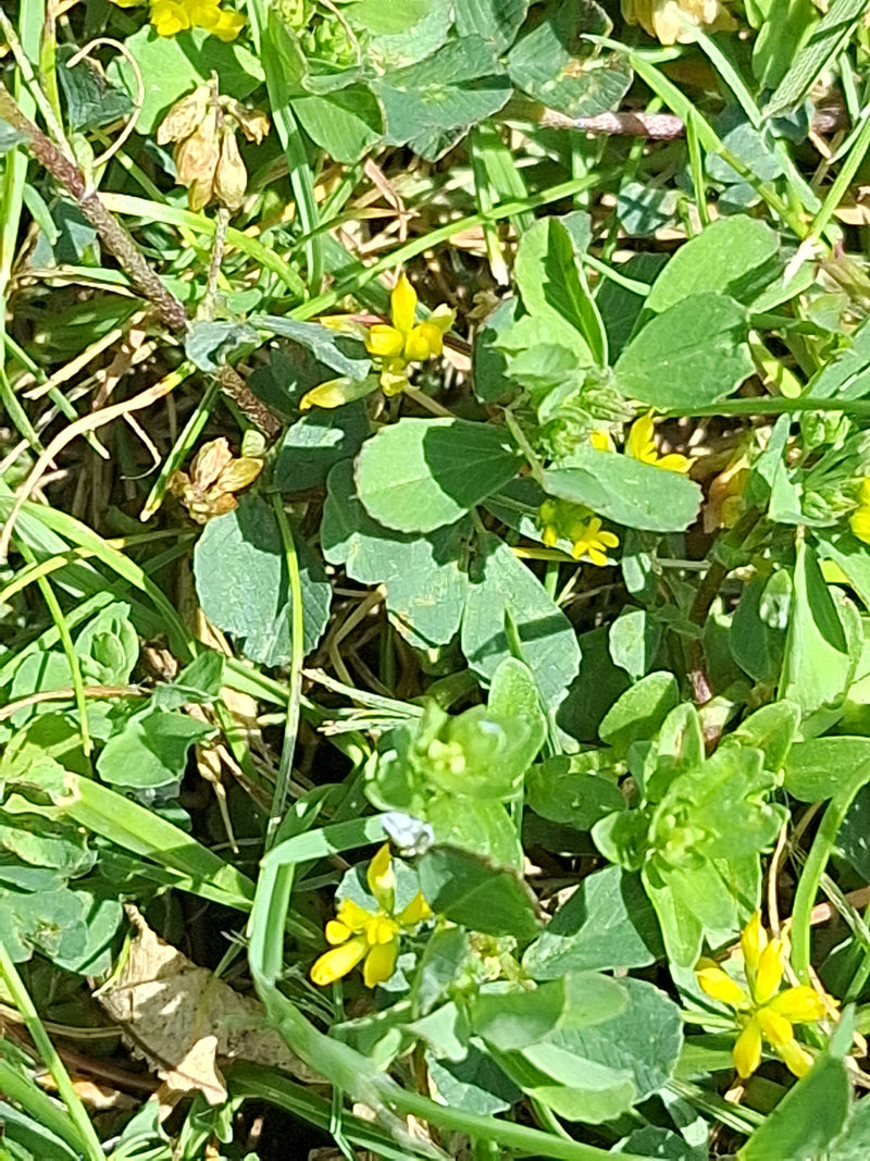L'immagine mostra i piccoli fiori gialli e le tipiche foglie trifogliate del lupinello in un prato.