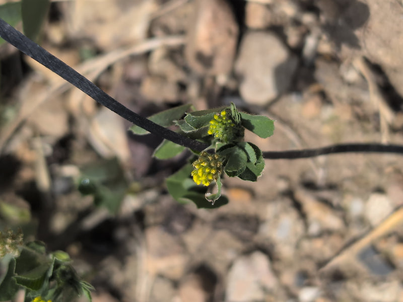 L'immagine mostra una pianta di lupinella nera in fiore con piccoli capolini gialli e foglie trifogliate. La pianta cresce su terreno arido con pietre.