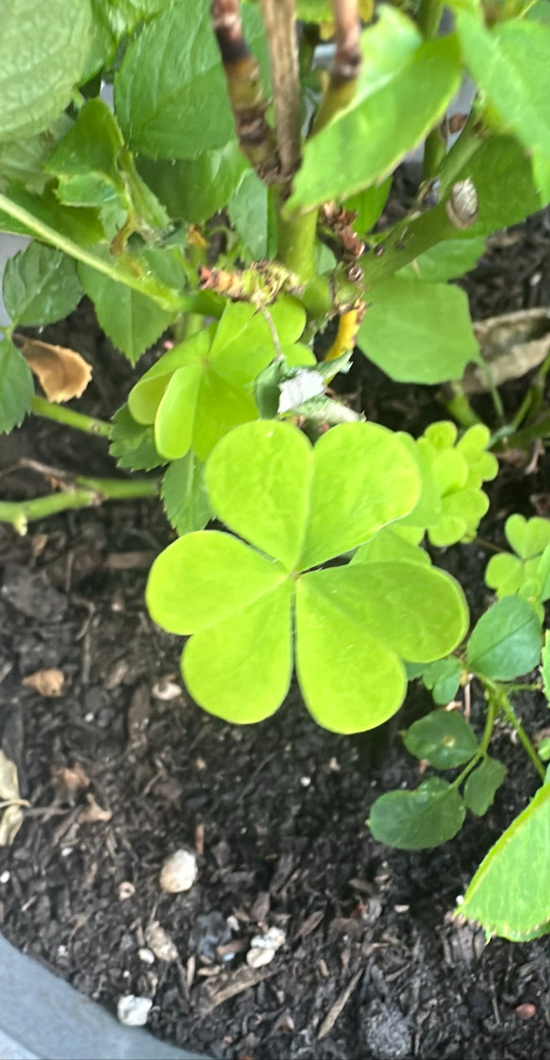 Acetosa del corno — Bild 2