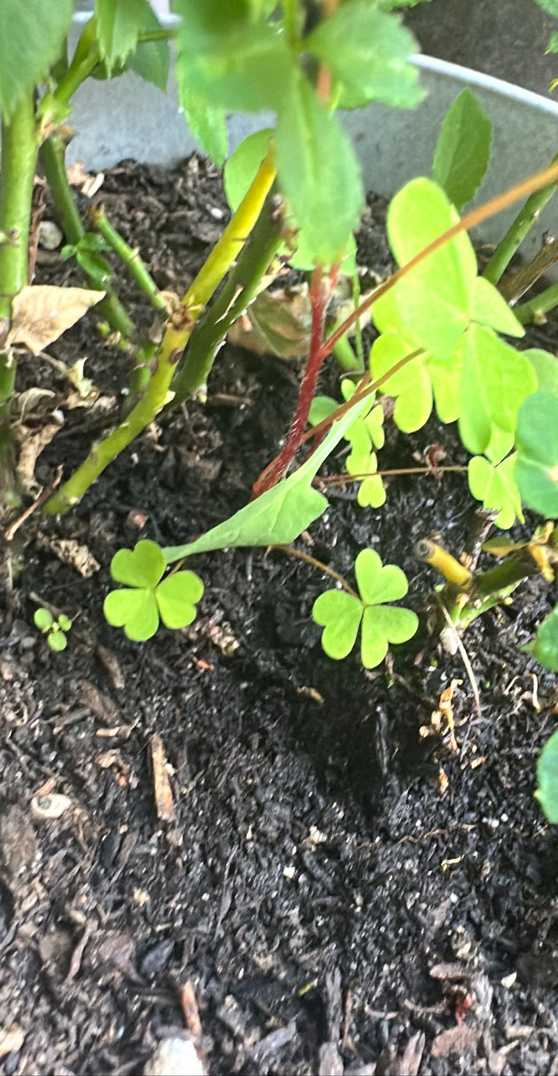 Acetosa del corno — Bild 1