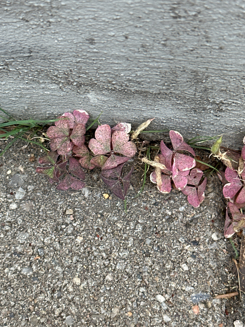 Si vede l'acetosella corniculata con foglie rossastre che cresce in una stretta fessura vicino a un muro. La pianta mostra le sue tipiche foglie trifogliate ...