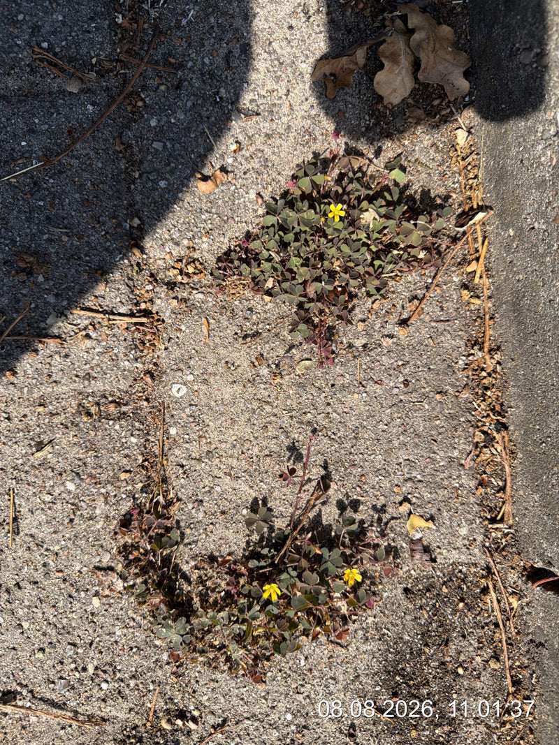 Si vede acetosella corniculata che cresce in una fessura di pavimentazione, con foglie trifogliate caratteristiche e piccoli fiori gialli.