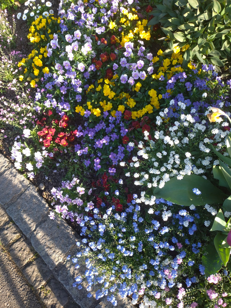viole cornute — Bild 2