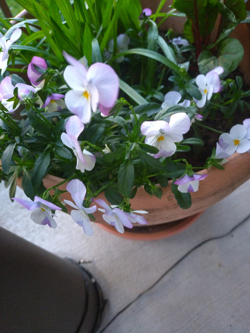 viole cornute — Bild 1