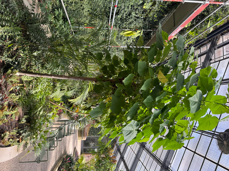 Hortensienbaum — foto 1 di 1