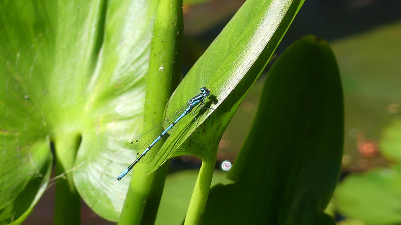 Damigella azzurra a ferro di cavallo — Bild 1
