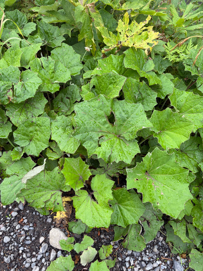 Coltsfoot — Bild 1