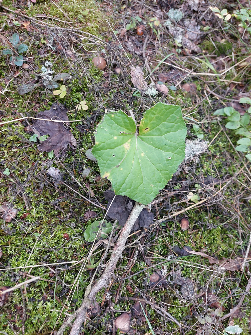 Una singola foglia basale cuoriforme di farfara cresce su un terreno boschivo coperto di muschio e detriti vegetali.