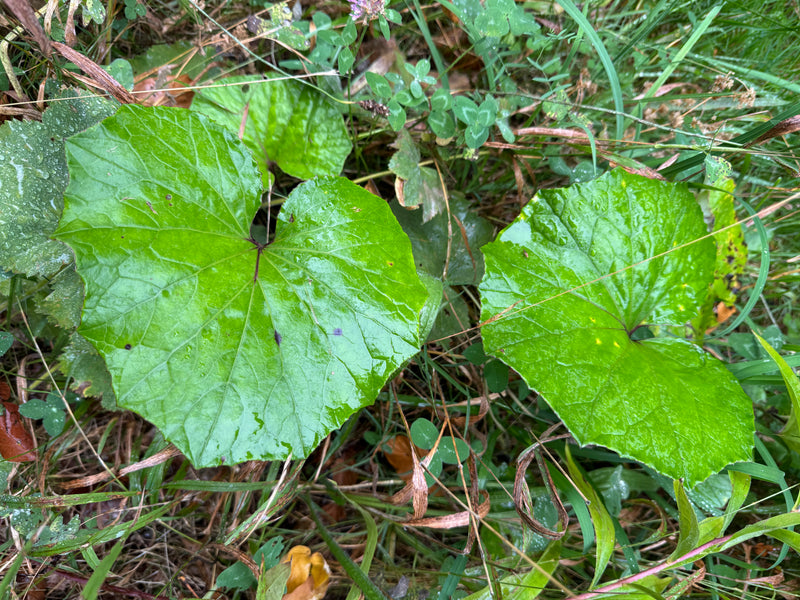 Due foglie umide a forma di zoccolo di tossillaggine crescono tra erba e trifoglio.