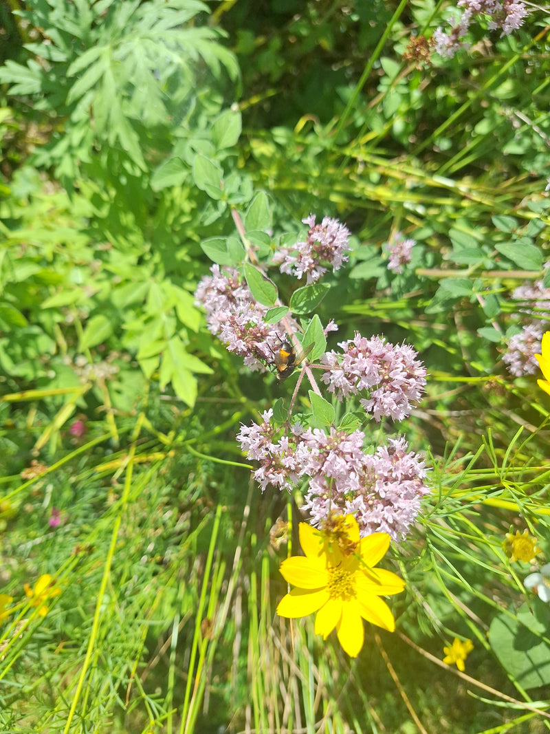 Hoverfly del calabrone — Bild 1
