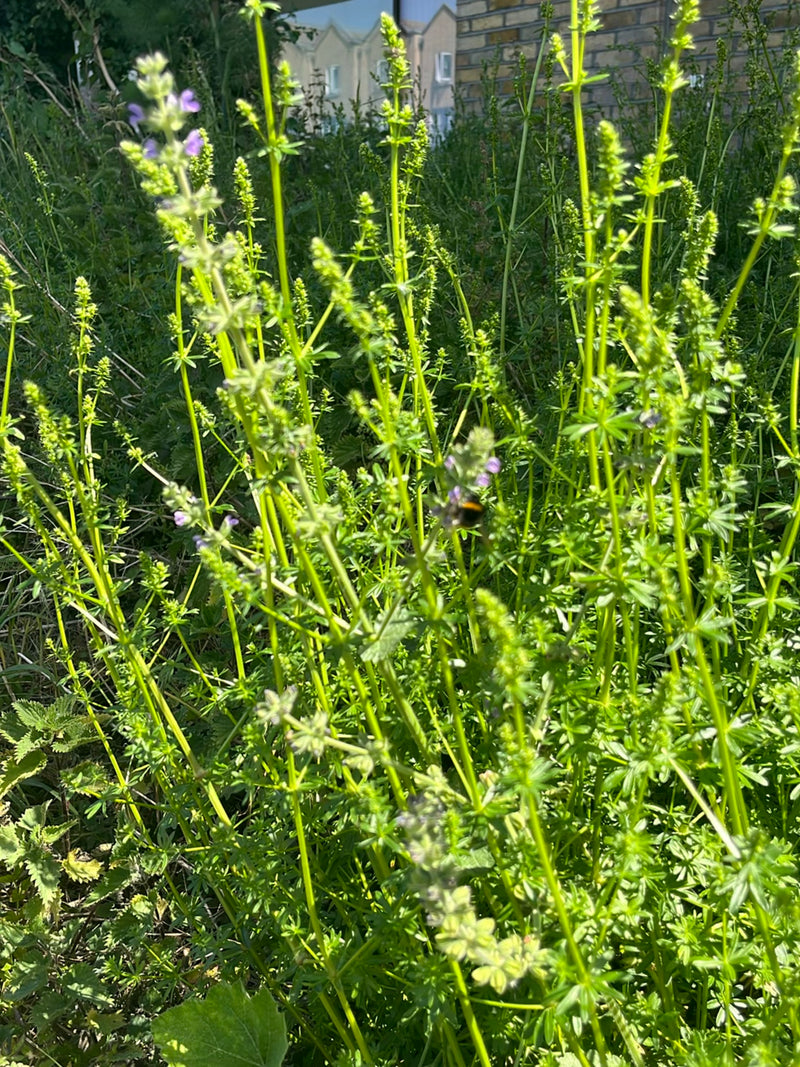 Calabrone (specie indeterminata) — Bild 3