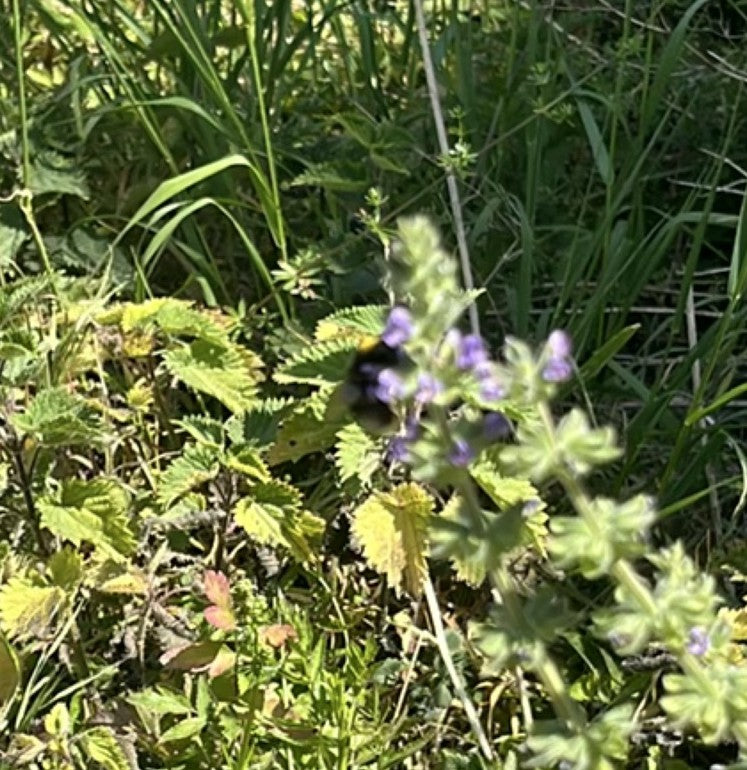 Calabrone (specie indeterminata) — Bild 1