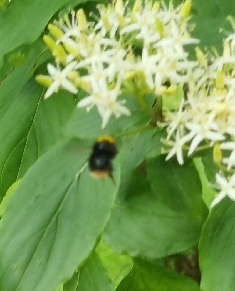 Calabrone (specie indeterminata) — Bild 5
