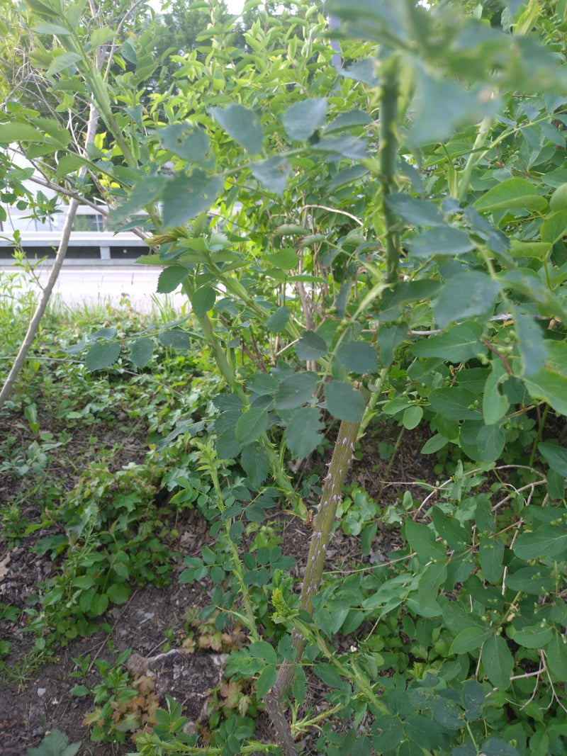 Rosa canina — Bild 1