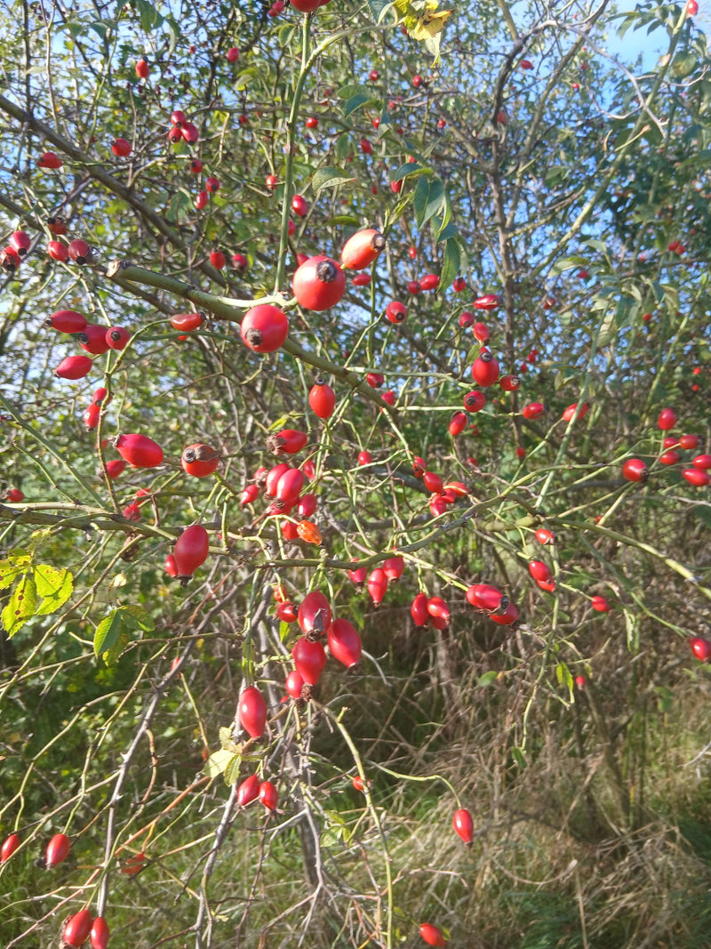 L'immagine mostra numerosi cinorrodi rossi sui rami di una pianta di rosa selvatica all'aperto. I frutti maturi sono chiaramente visibili appesi ai rami.