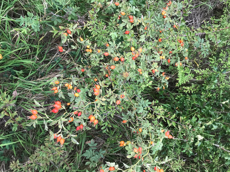 Rosa canina — foto 5 di 27