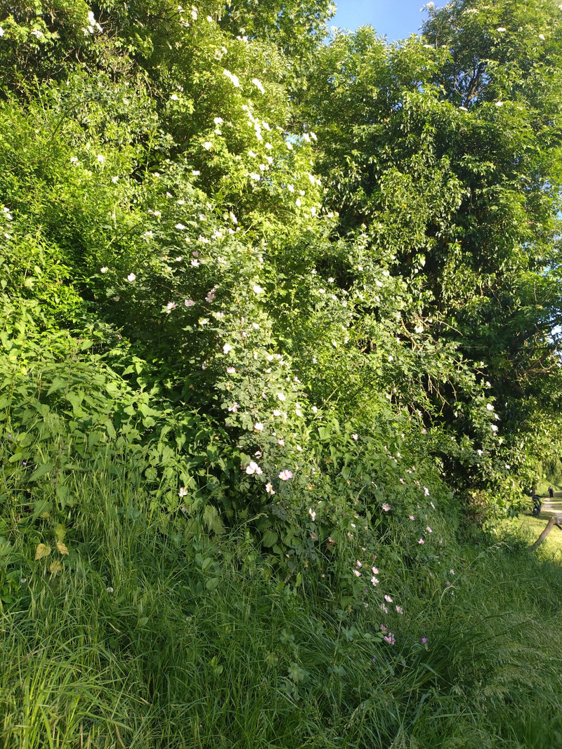Si vede un grande arbusto fiorito di rosa canina con numerosi fiori chiari ai margini di un bosco. La pianta cresce in un ambiente simile a un prato alla luc...