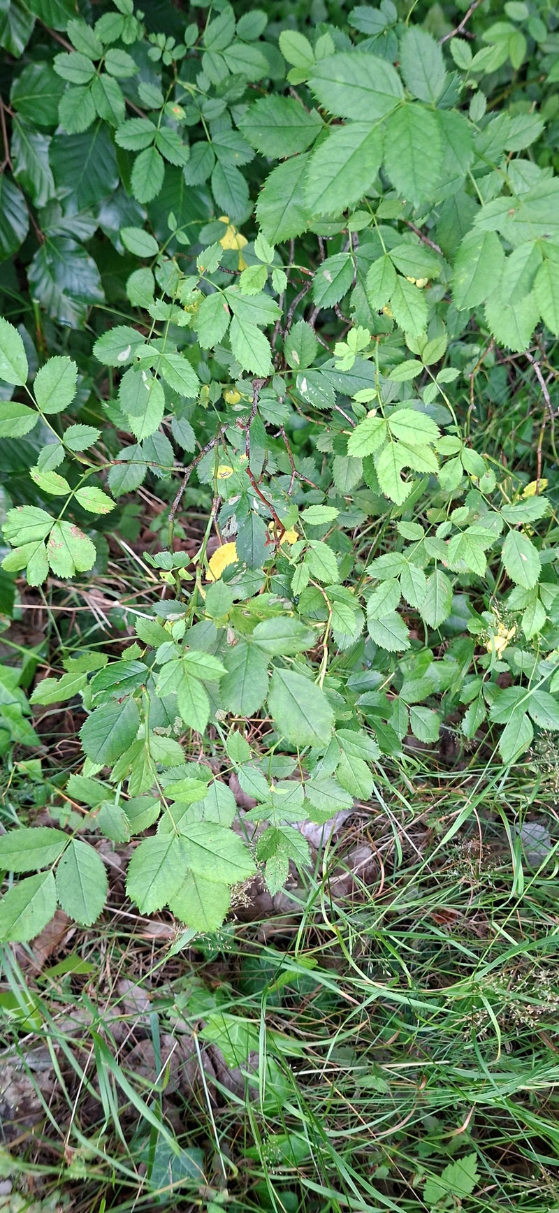 L'immagine mostra il fogliame verde e i rami di una rosa selvatica. Le foglie tipicamente pennate crescono in un arbusto denso.