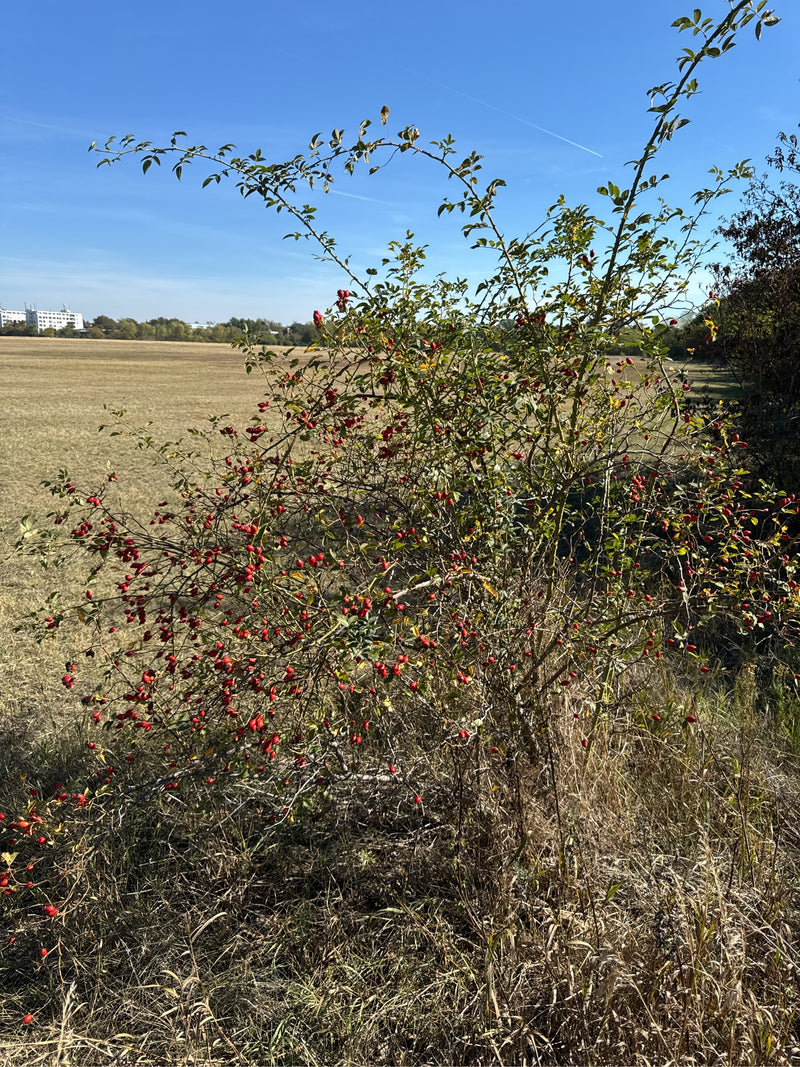 Un cespuglio di rosa canina cresce ai margini di un campo, carico di numerosi cinorrodi rossi sotto il cielo azzurro.