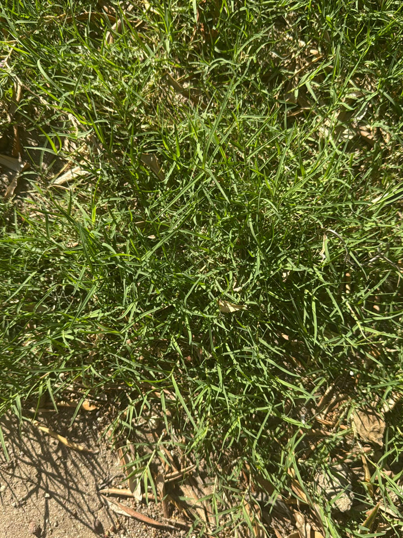 Erba dente di cane — Bild 1