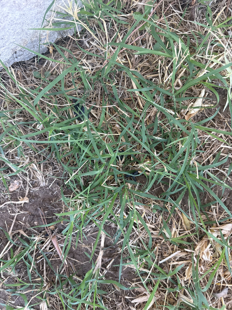 L'immagine mostra un denso tappeto di gramigna comune che cresce su terreno secco. I fusti e le foglie verdi e sottili sono chiaramente visibili.