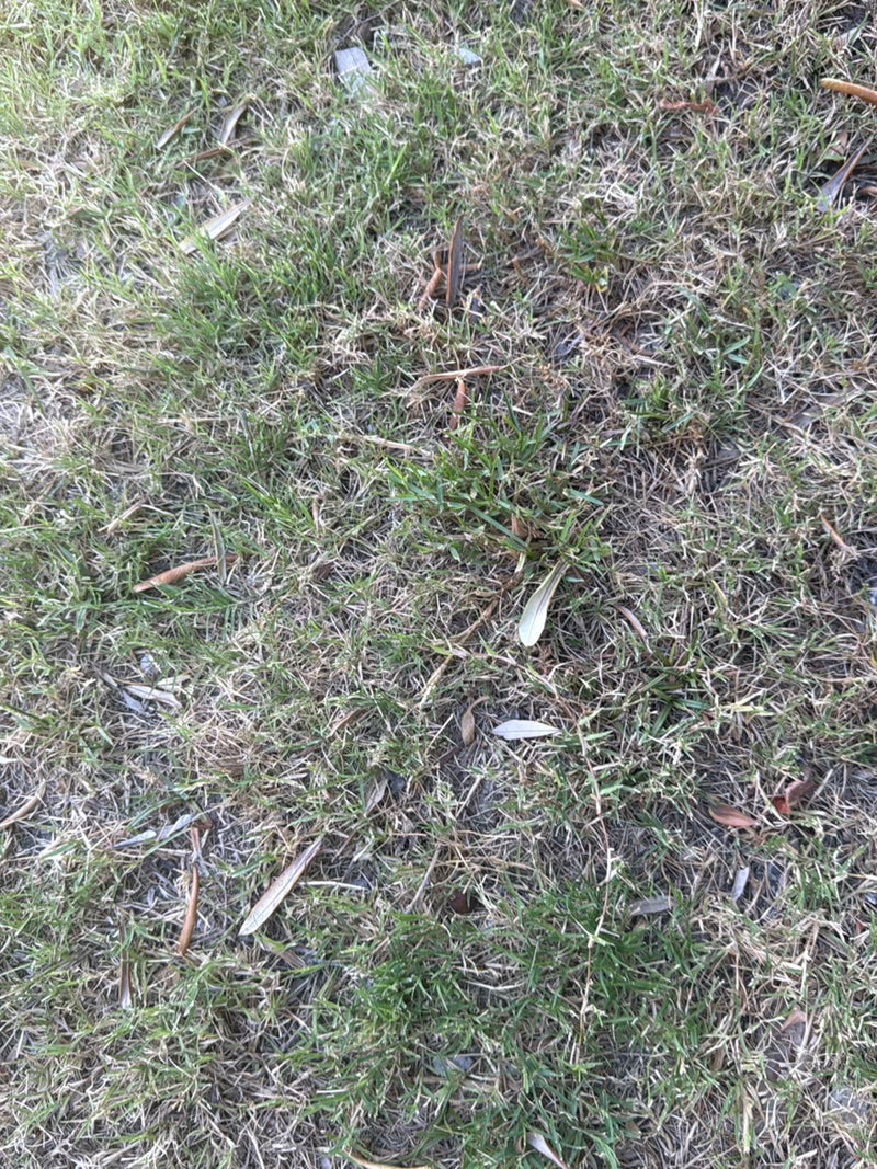 Erba dente di cane — Bild 5